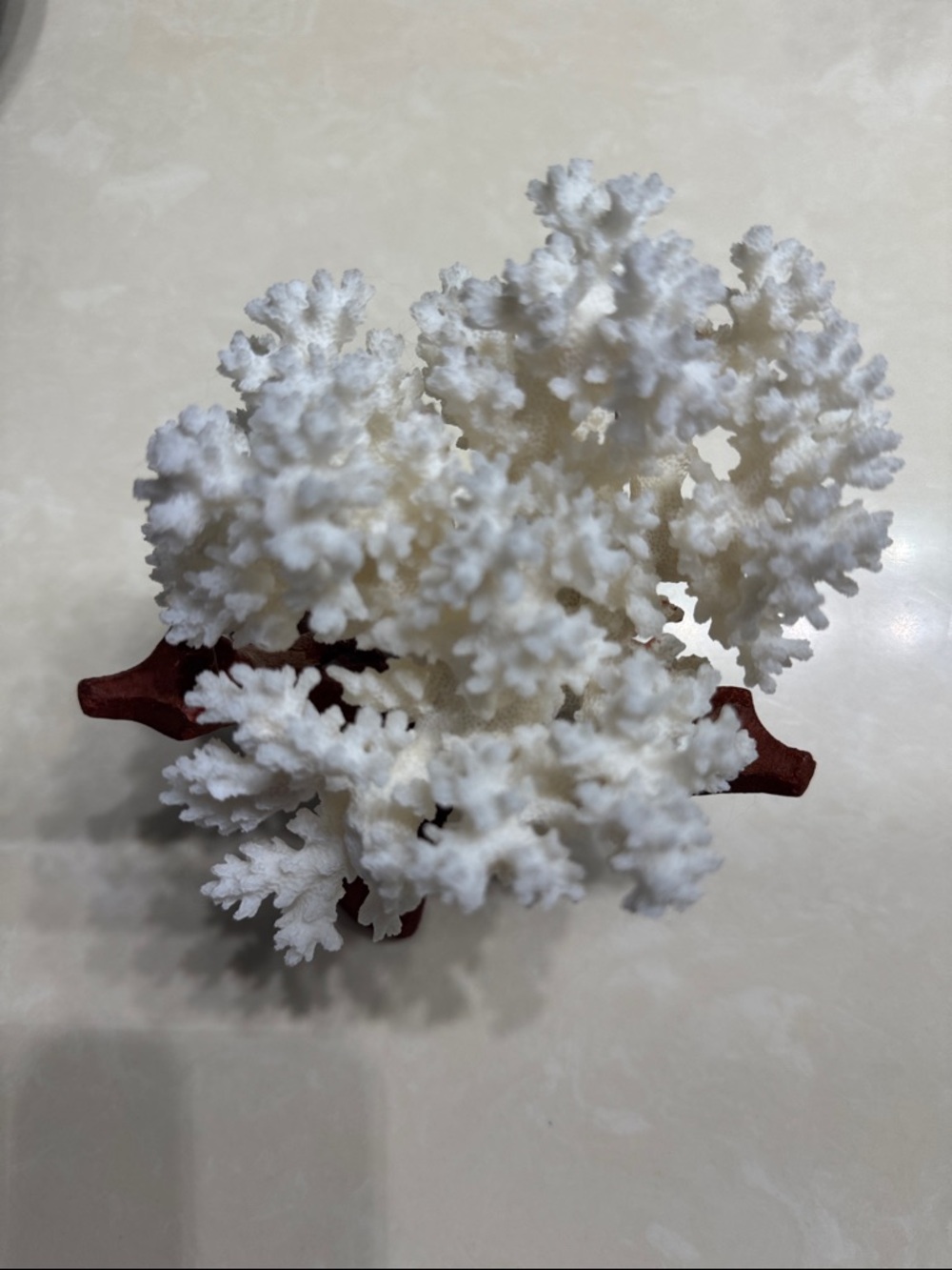 Natural Bleached Coral With Wooden Stand